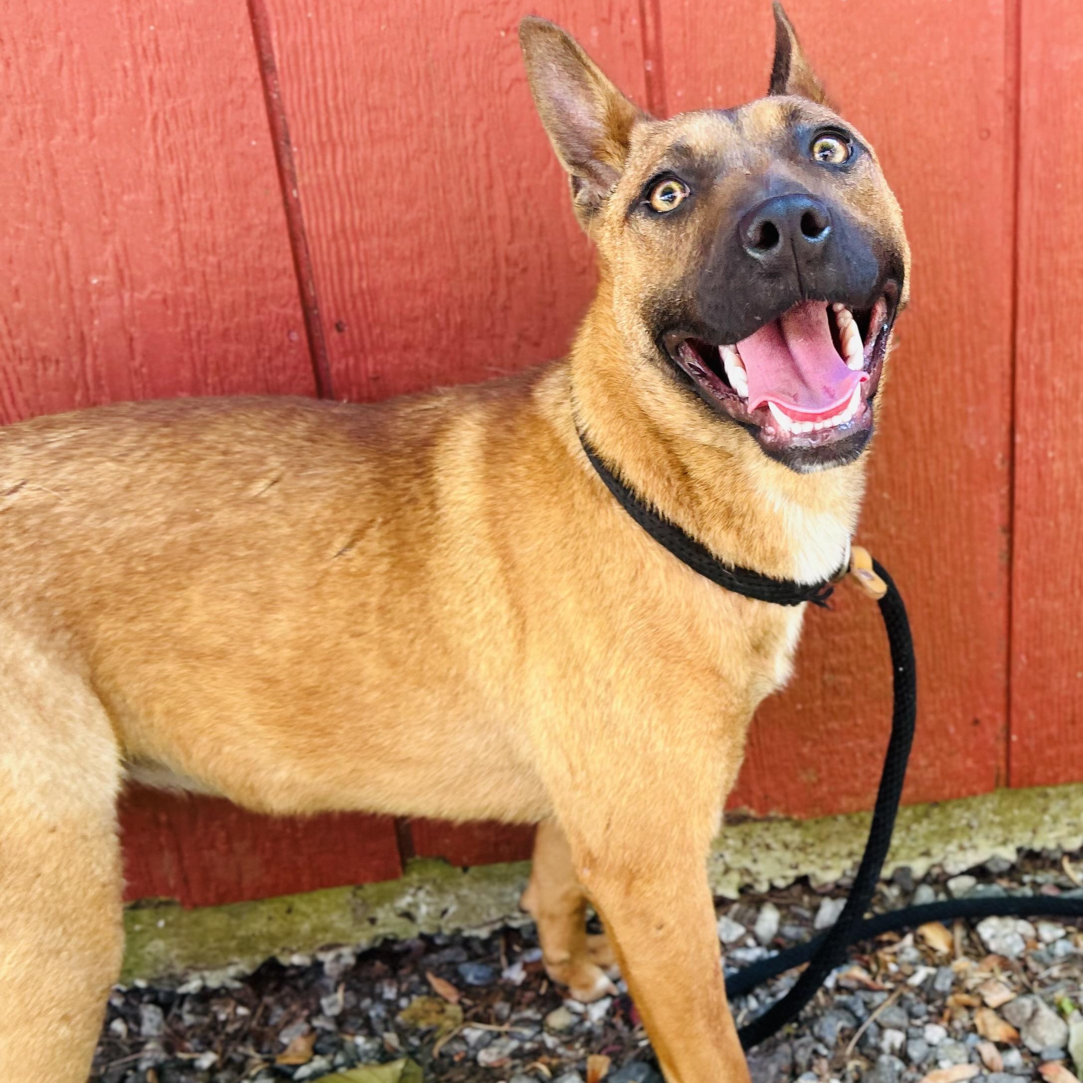 Enlarge Lala, a ADOPTABLE mixed breed in Cedarburg, WI image 2/4
