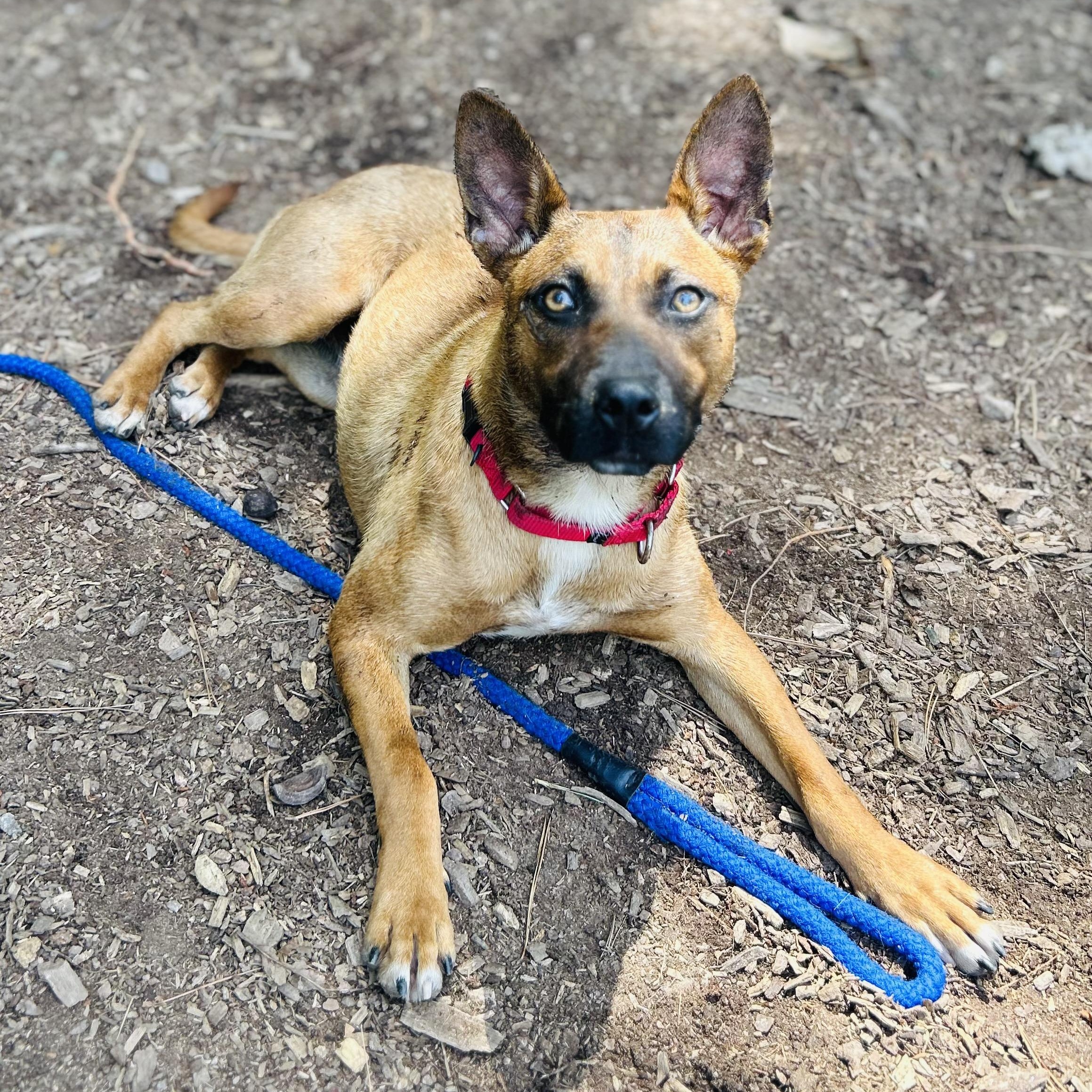 Enlarge Lala, a ADOPTABLE mixed breed in Cedarburg, WI image 3/4