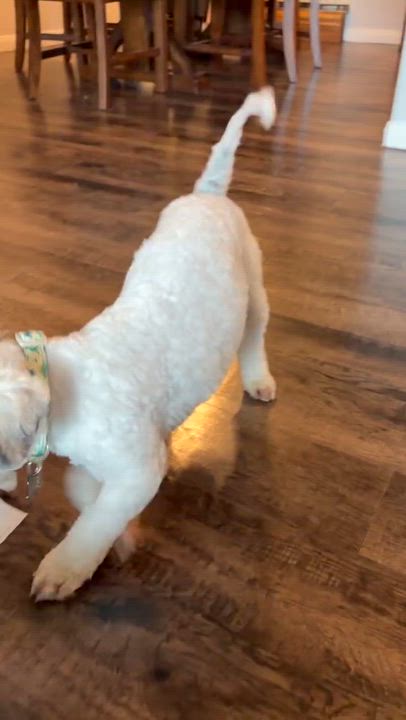 Enlarge Ziggy, a Adoptable mixed breed in Eau Claire, WI video 4/6