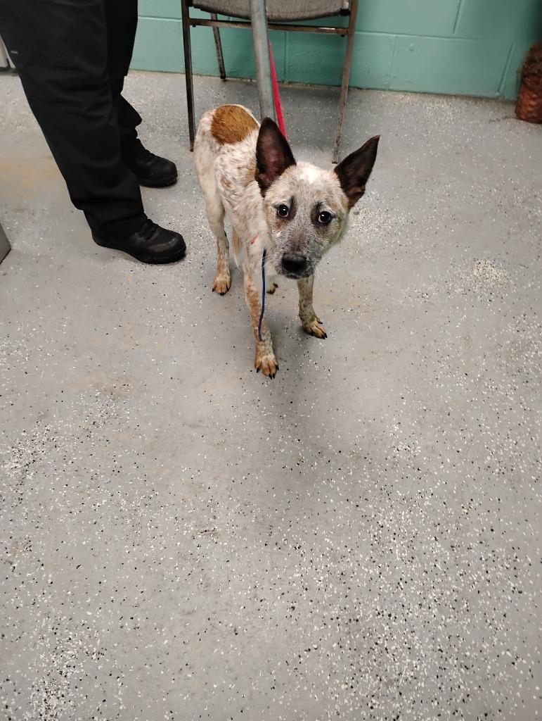 Habanero, Adoptable, Young Male Cattle Dog.