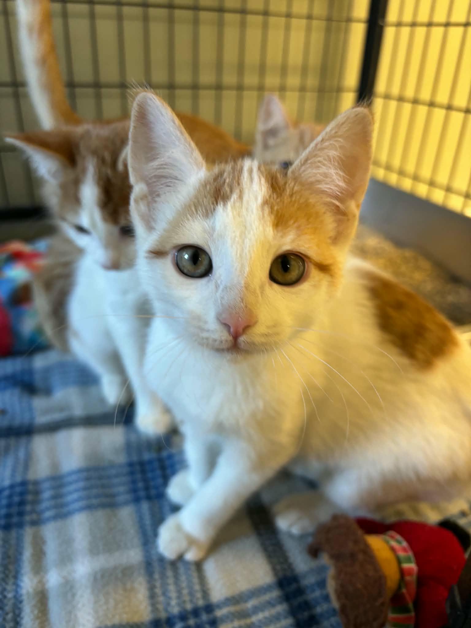 Enlarge Turnip, a Adoptable Domestic Short Hair in Lock Haven, PA image 1/3