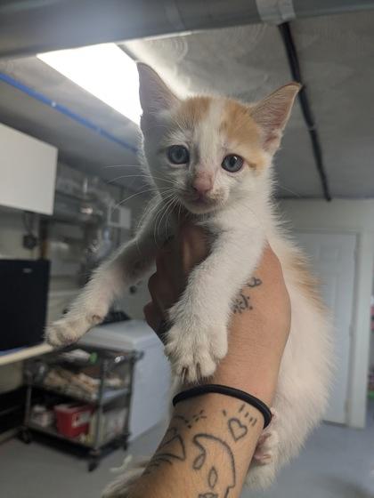 Enlarge Turnip, a Adoptable Domestic Short Hair in Lock Haven, PA image 3/3