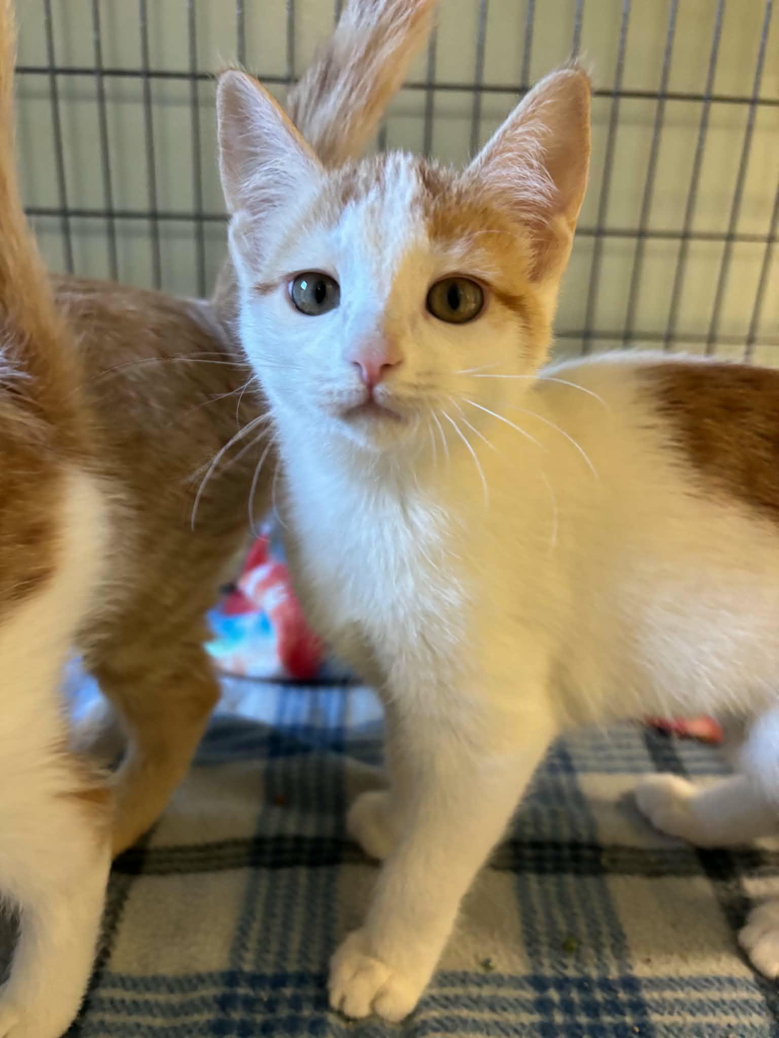 Enlarge Turnip, a Adoptable Domestic Short Hair in Lock Haven, PA image 2/3
