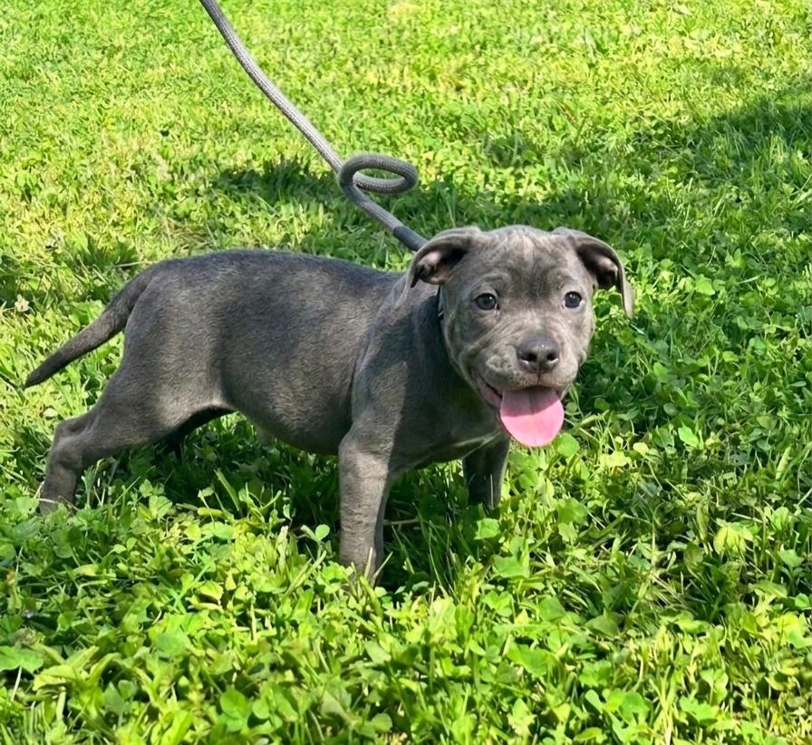 Pugsley, a ADOPTABLE Staffordshire Bull Terrier in Brunswick, OH image 1/6