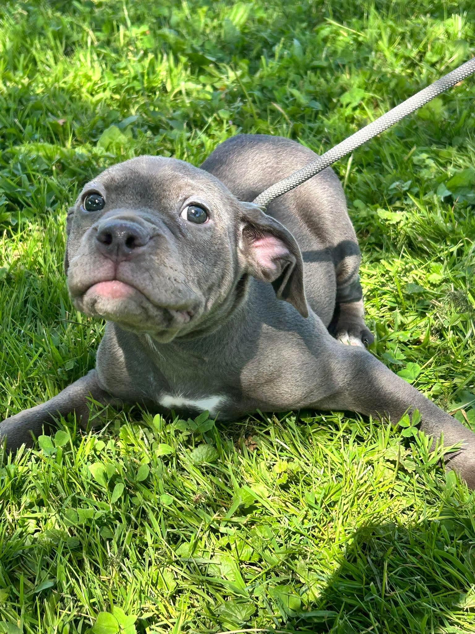 Pugsley, a ADOPTABLE Staffordshire Bull Terrier in Brunswick, OH image 4/6