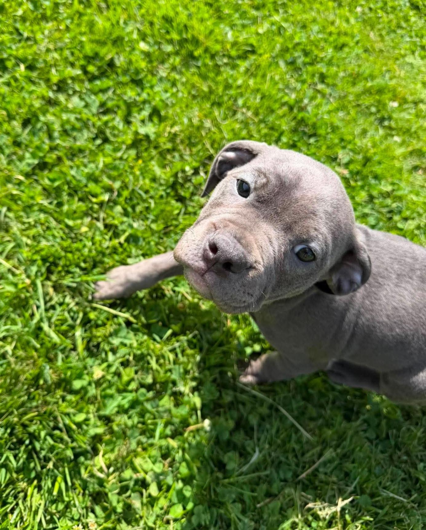 Pugsley, a ADOPTABLE Staffordshire Bull Terrier in Brunswick, OH image 2/6