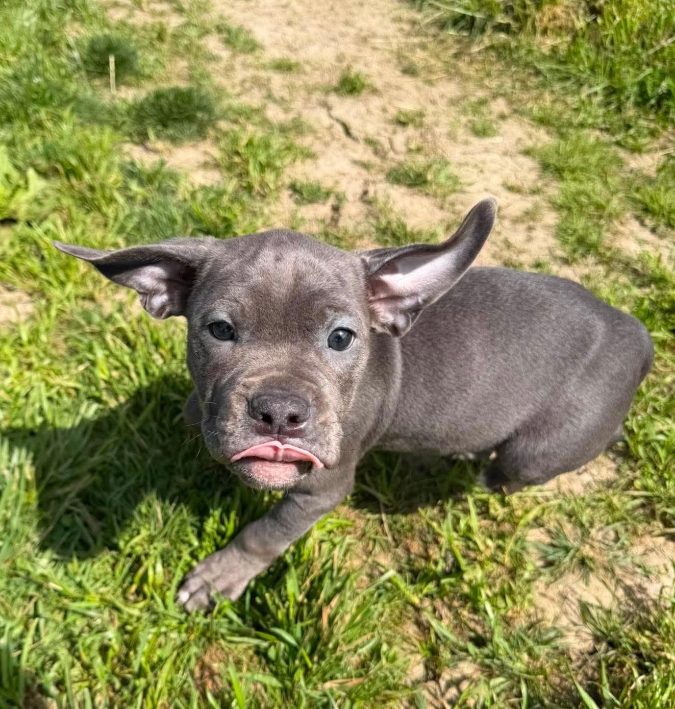 Pugsley, a ADOPTABLE Staffordshire Bull Terrier in Brunswick, OH image 5/6