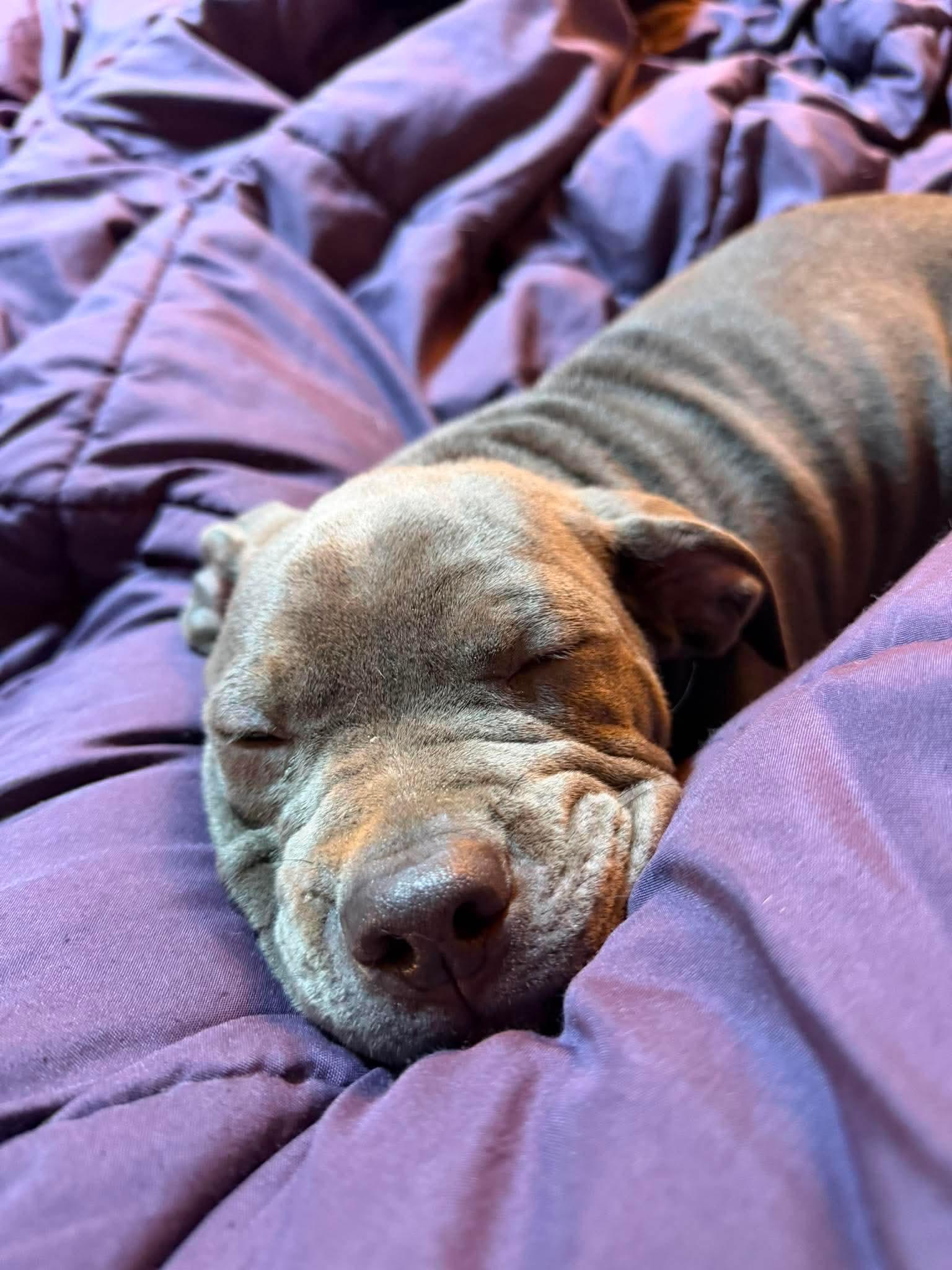 Pugsley, a ADOPTABLE Staffordshire Bull Terrier in Brunswick, OH image 6/6
