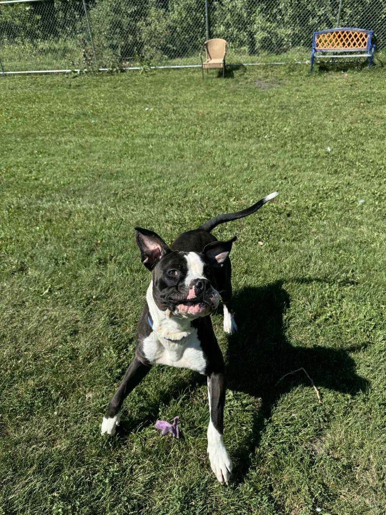 Enlarge Big Mac Daddy, a Adoptable Mixed Breed in Grand Forks, ND image 1/6