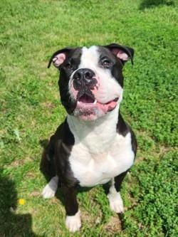 Enlarge Big Mac Daddy, a Adoptable Mixed Breed in Grand Forks, ND image 2/6