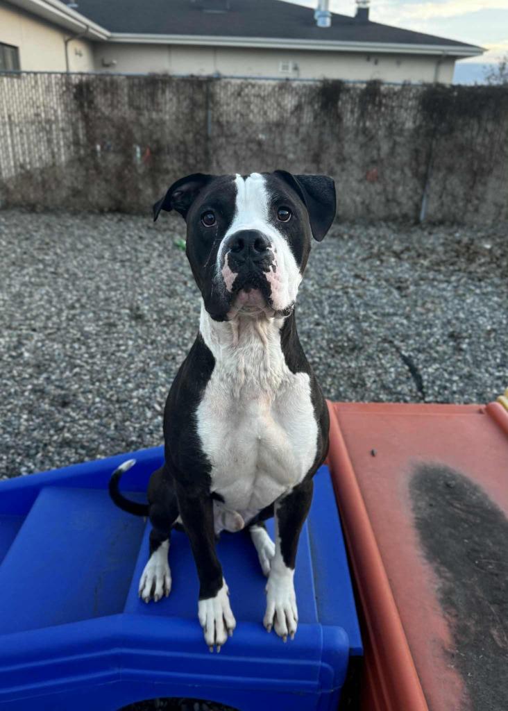 Enlarge Big Mac Daddy, a Adoptable Mixed Breed in Grand Forks, ND image 3/6