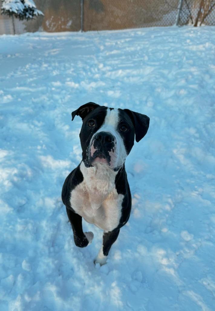 Enlarge Big Mac Daddy, a Adoptable Mixed Breed in Grand Forks, ND image 4/6