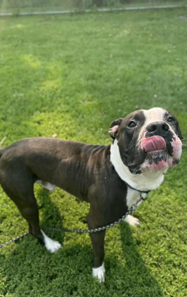 Enlarge Big Mac Daddy, a Adoptable Mixed Breed in Grand Forks, ND image 5/6