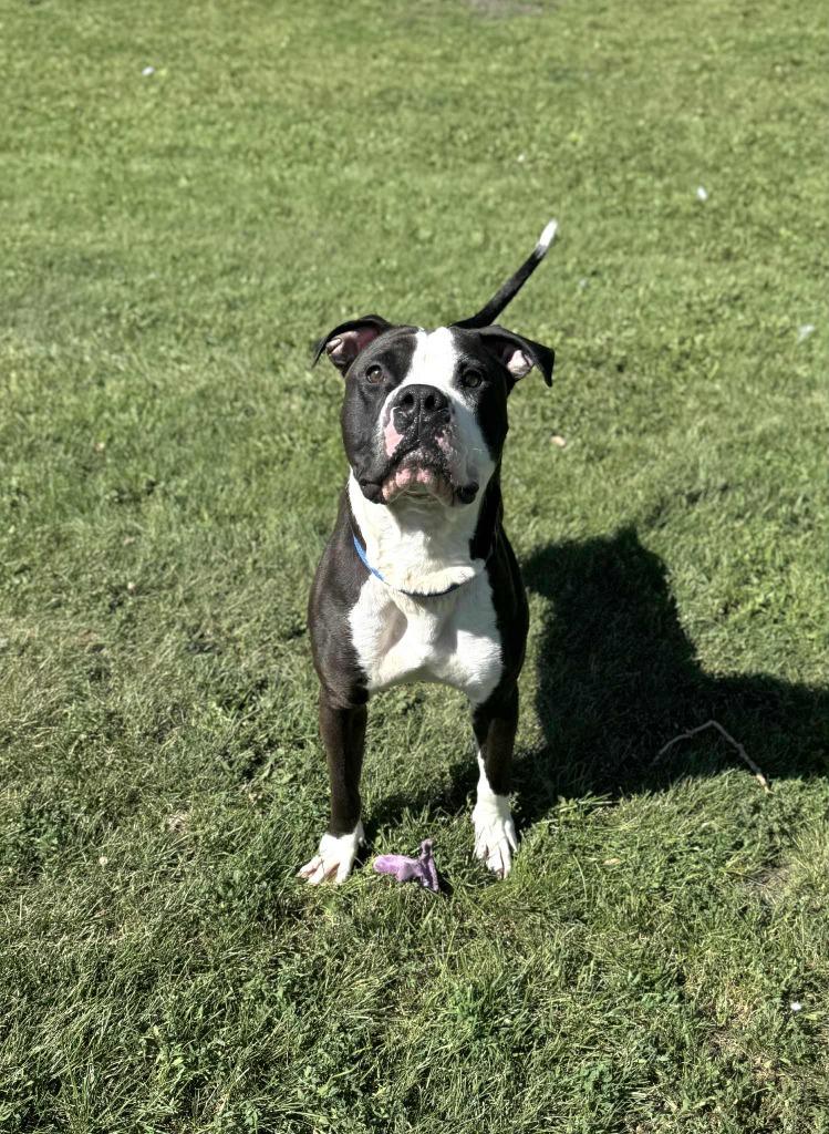 Enlarge Big Mac Daddy, a Adoptable Mixed Breed in Grand Forks, ND image 6/6