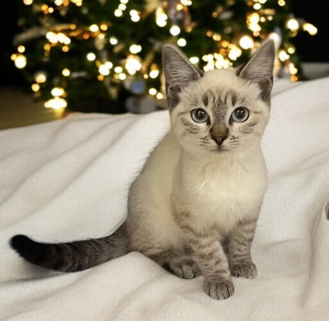 Trumpet — A Tiny Tune of Christmas Joy