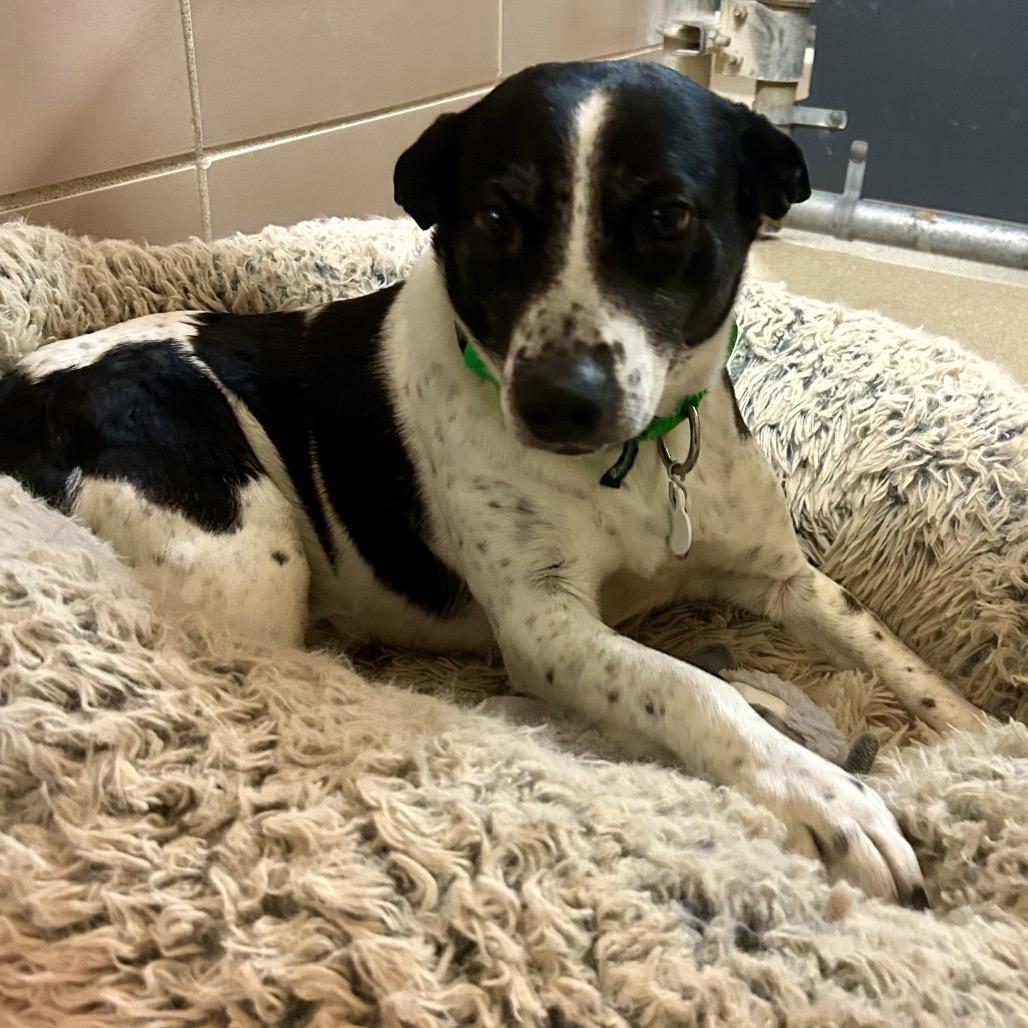 Ember, a Adoptable Mixed Breed in Waukesha, WI image 1/2