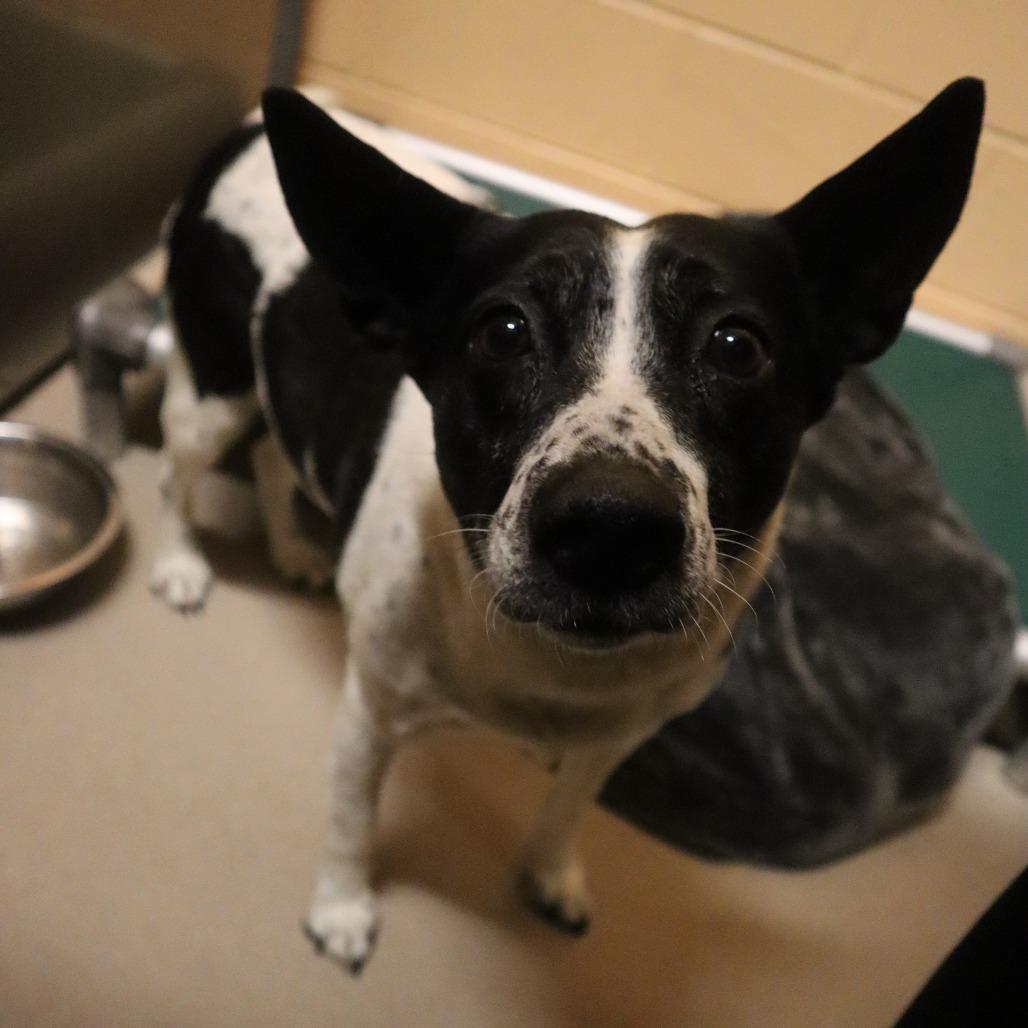 Ember, a Adoptable Mixed Breed in Waukesha, WI image 2/2