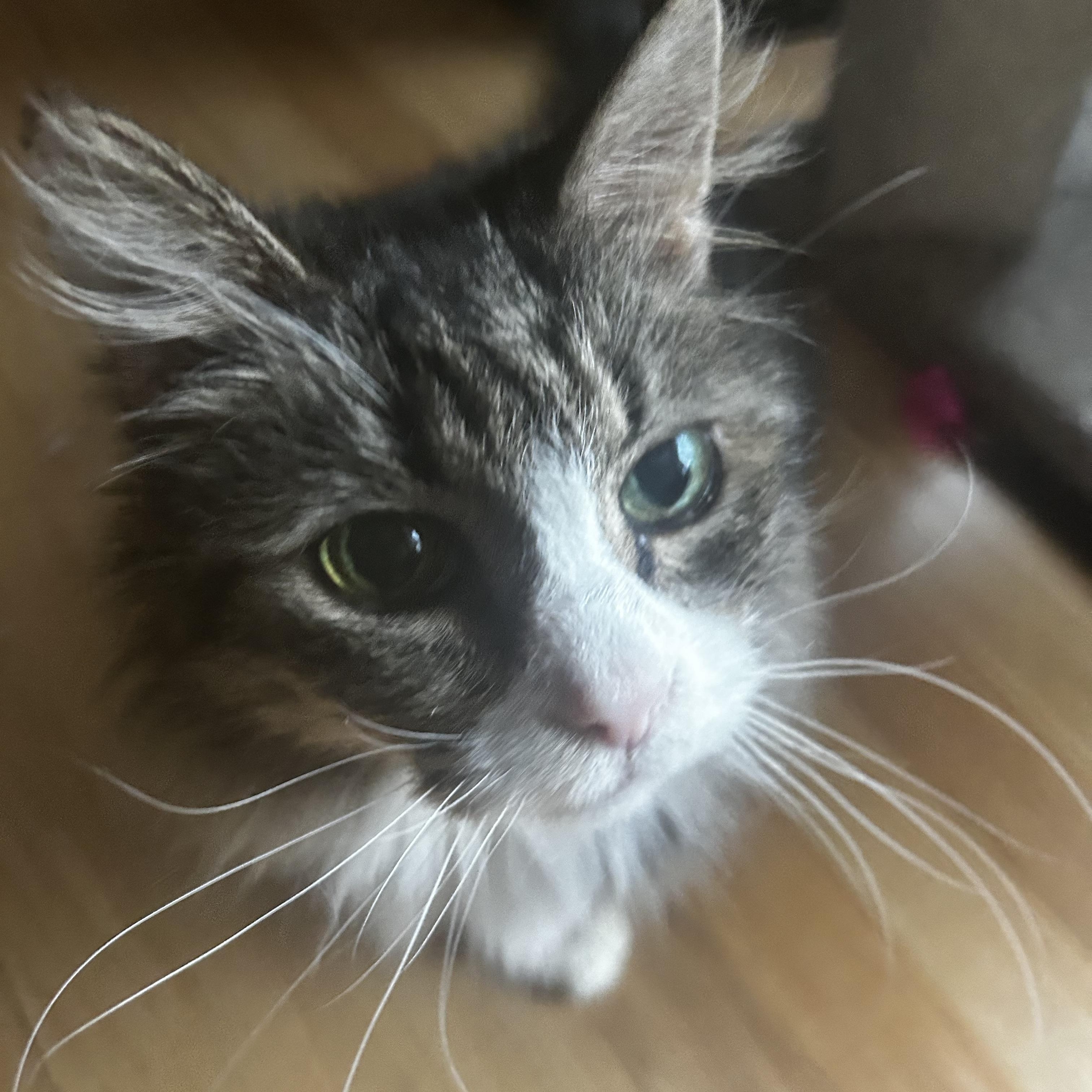 Enlarge Demi, an adoptable Tabby in Grand Rapids, MI image 2/6