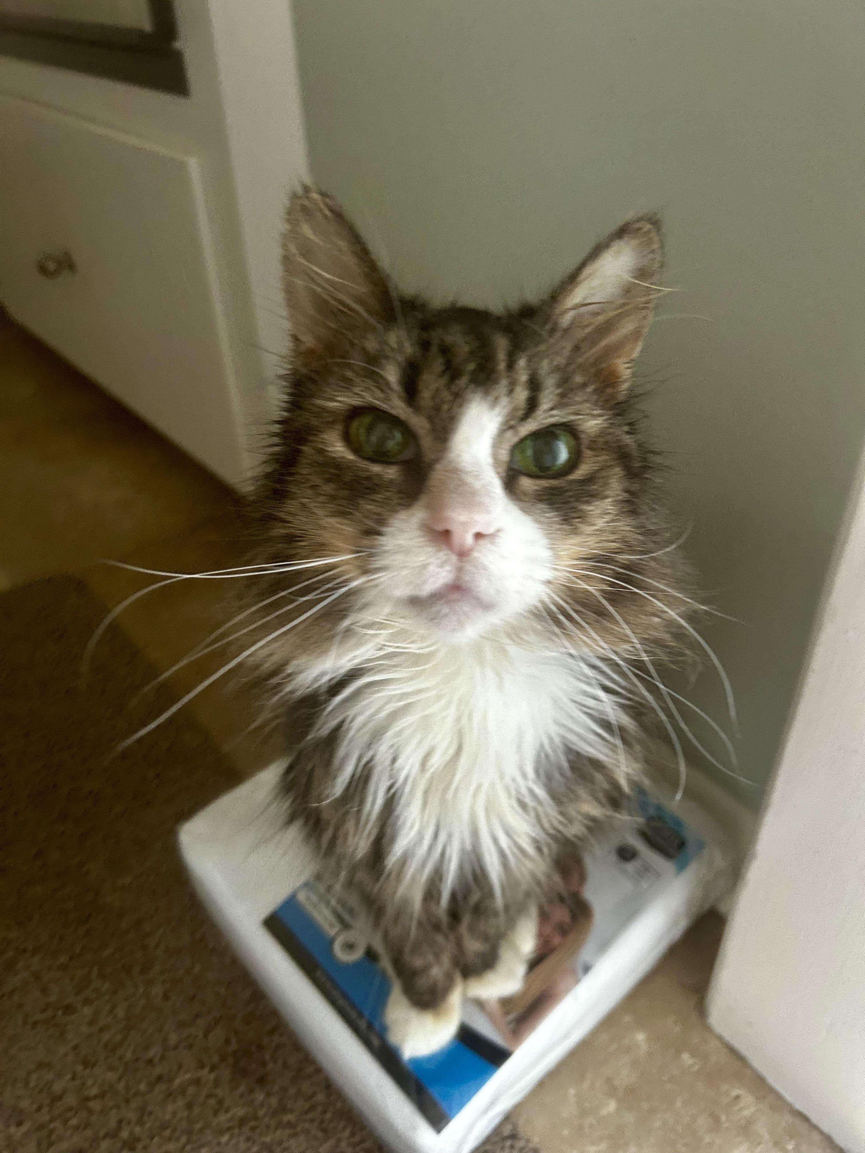 Enlarge Demi, an adoptable Tabby in Grand Rapids, MI image 5/6