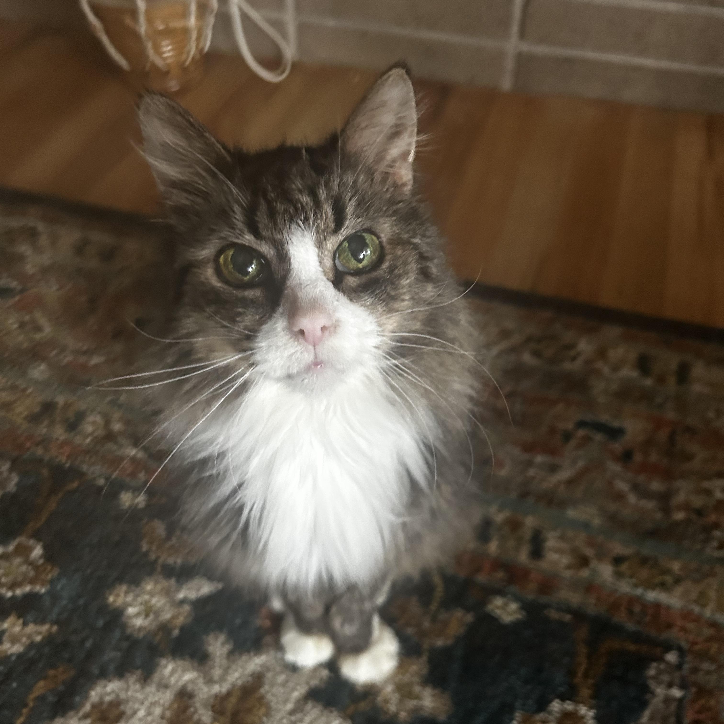 Enlarge Demi, an adoptable Tabby in Grand Rapids, MI image 1/6