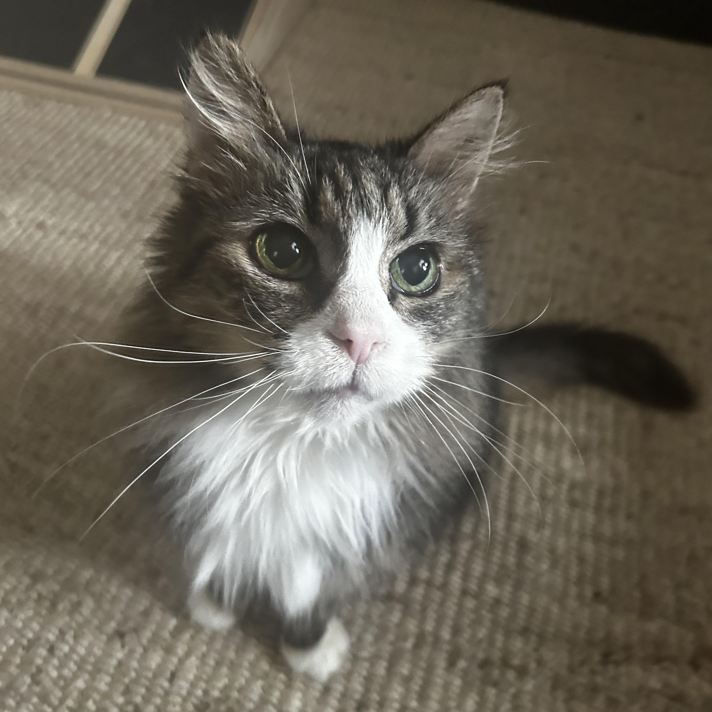 Enlarge Demi, an adoptable Tabby in Grand Rapids, MI image 3/6