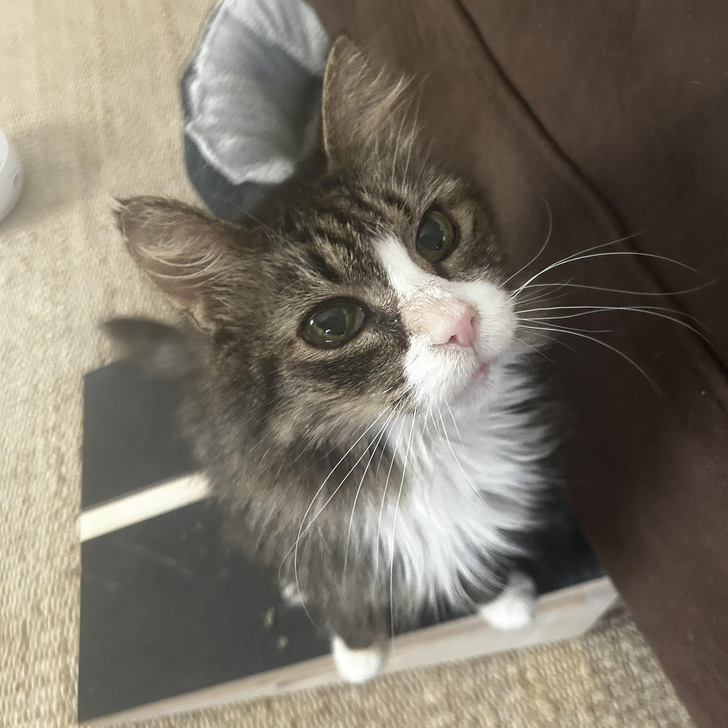 Enlarge Demi, an adoptable Tabby in Grand Rapids, MI image 6/6