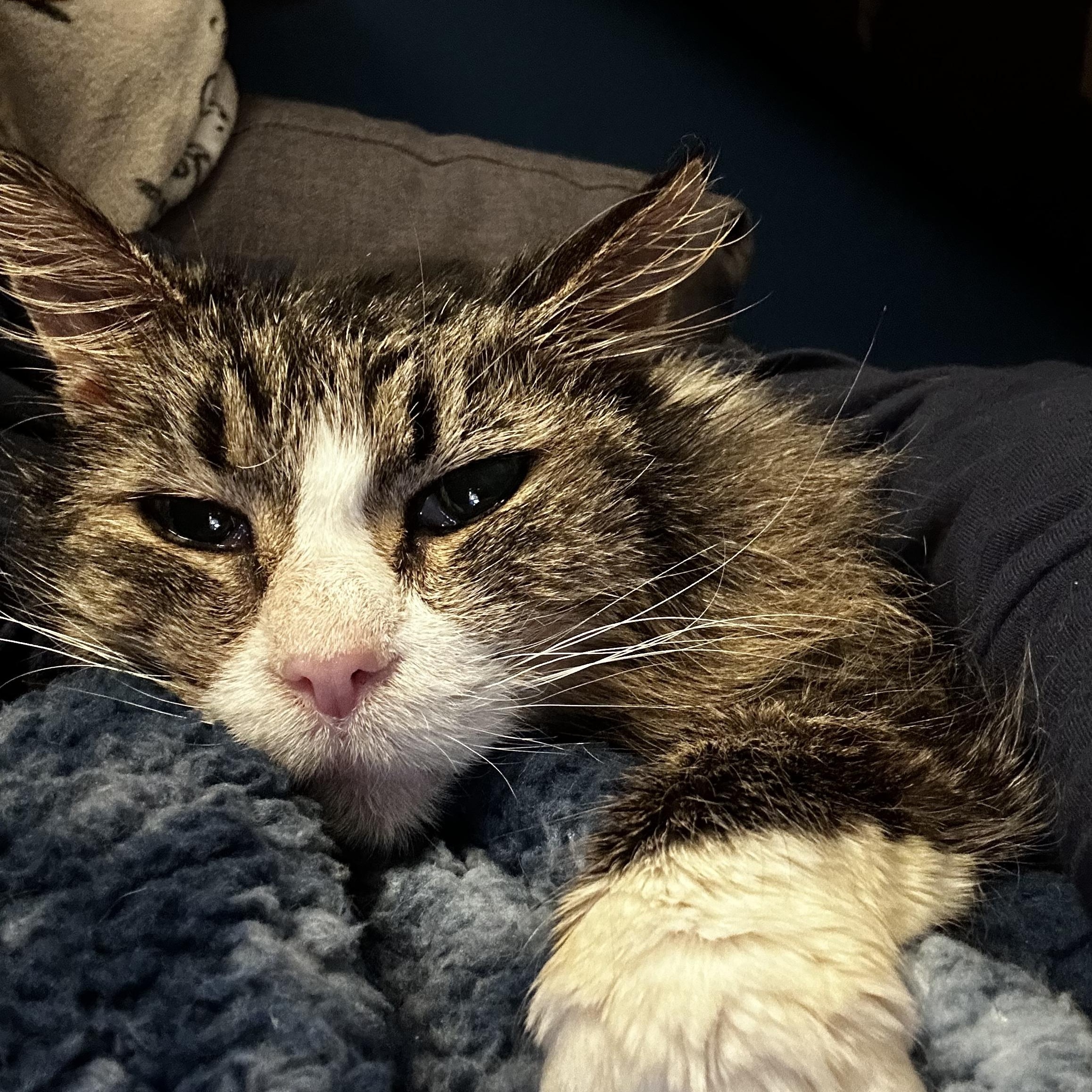 Enlarge Demi, an adoptable Tabby in Grand Rapids, MI image 4/6