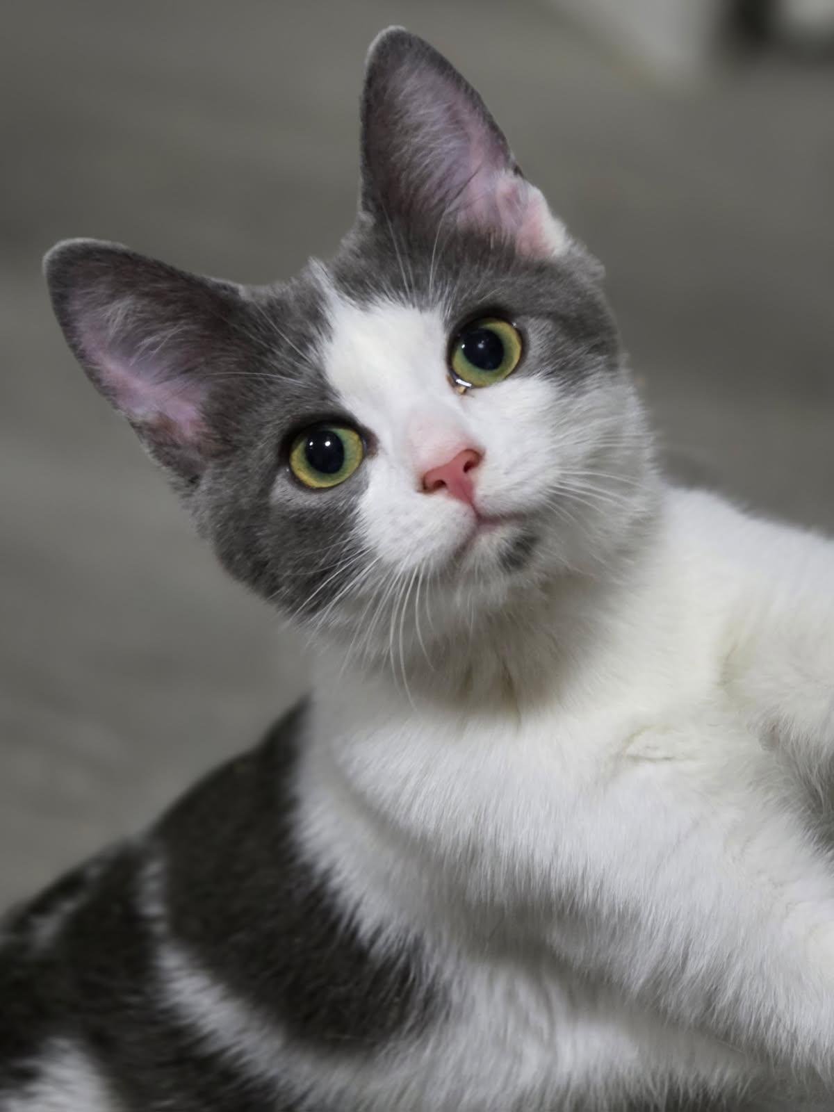 Ivy Alise, Adoptable, Kitten Female Domestic Medium Hair.