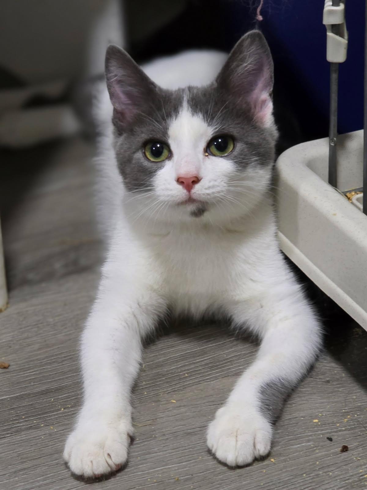 Enlarge Ivy Alise, a Adoptable Domestic Medium Hair in Johnson City, TN image 2/3