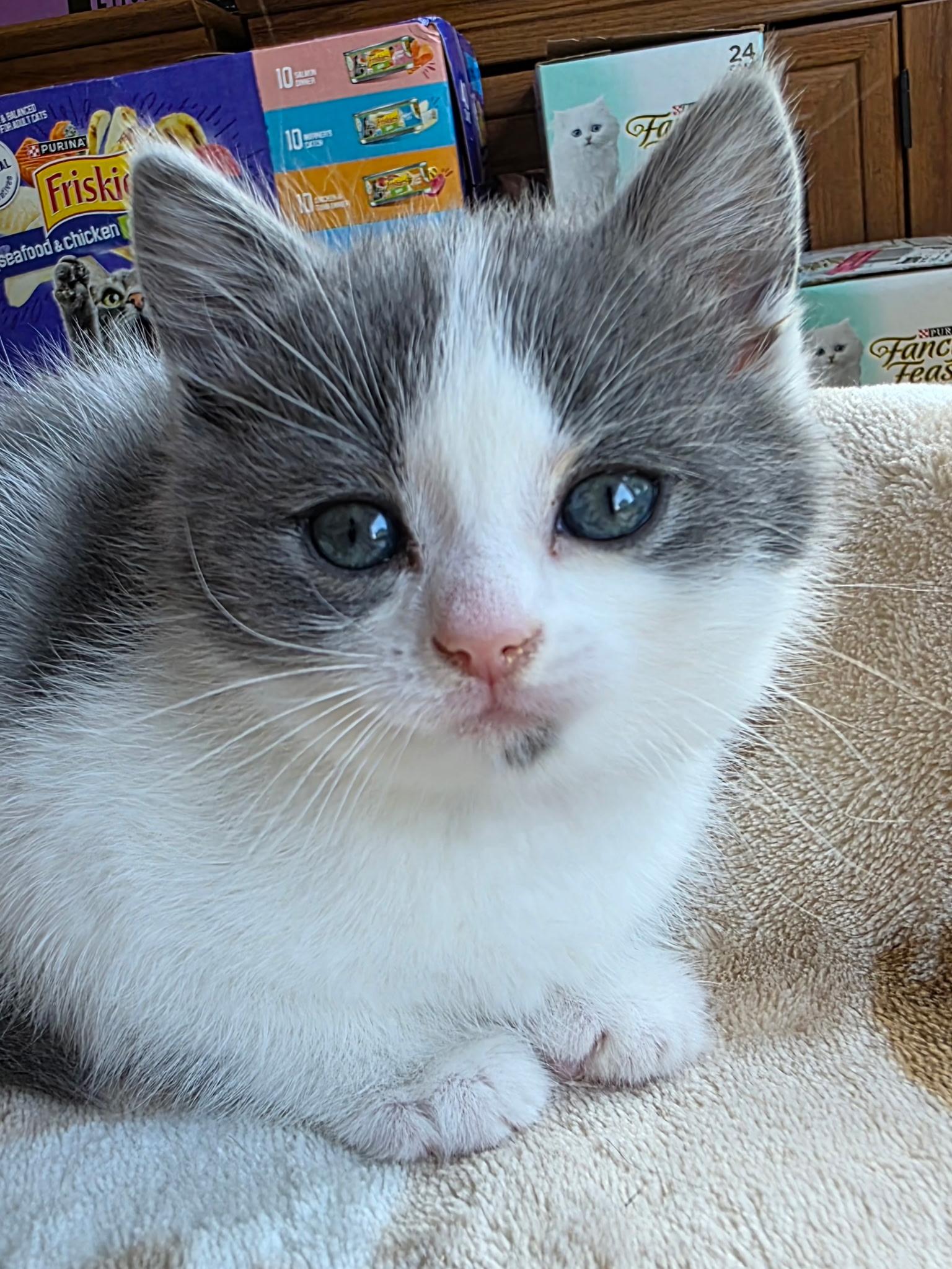 Enlarge Ivy Alise, a Adoptable Domestic Medium Hair in Johnson City, TN image 3/3