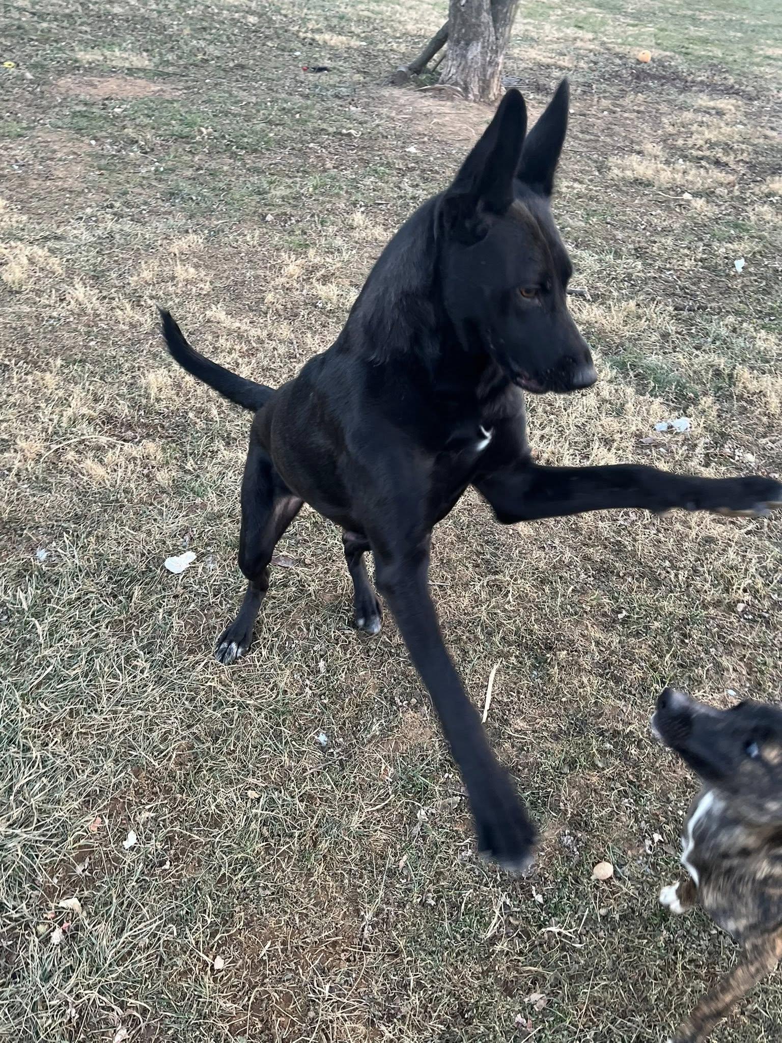 Enlarge Grace, a ADOPTABLE mixed breed in Jarrettsville, MD image 3/4