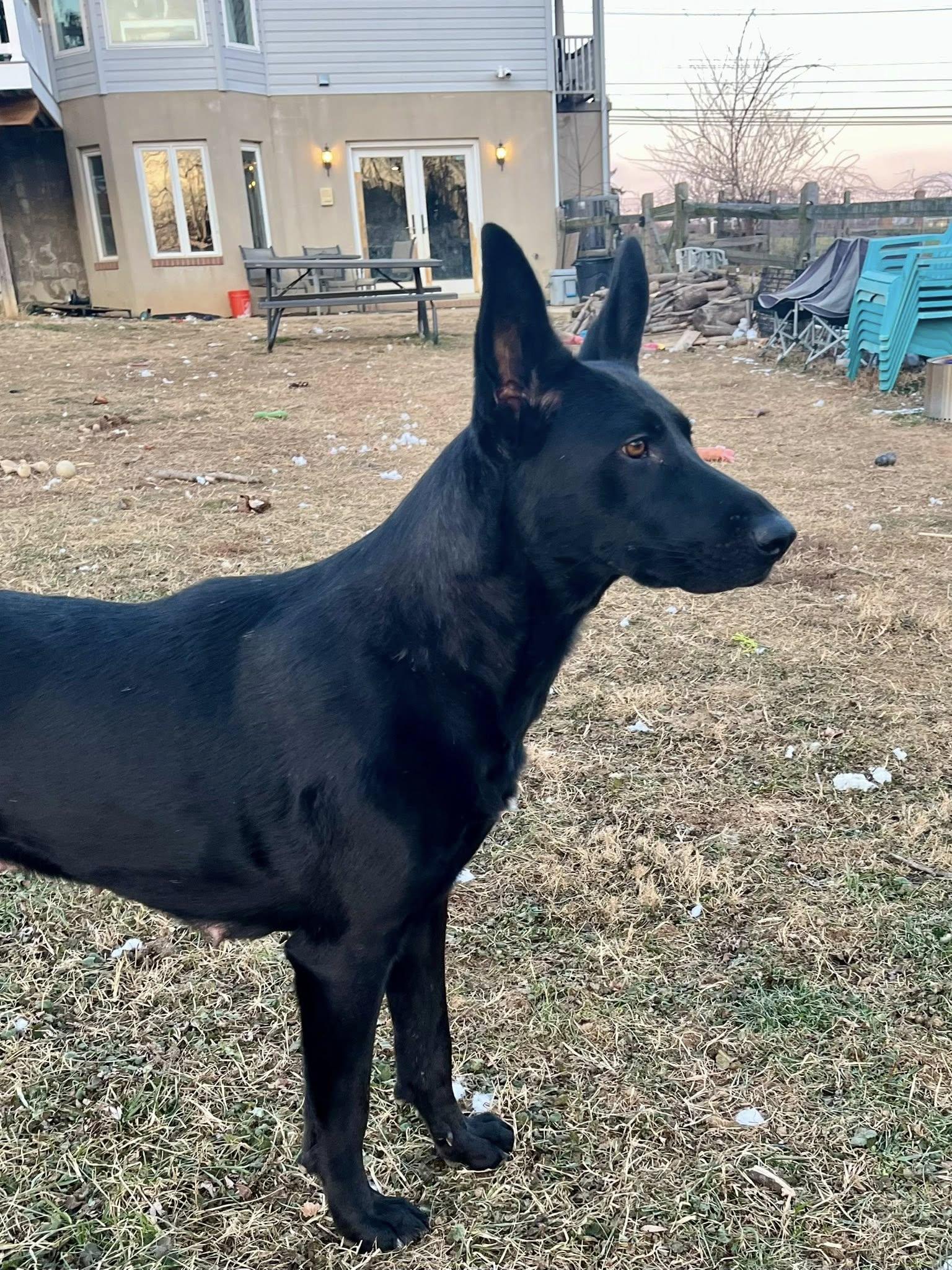 Enlarge Grace, a ADOPTABLE mixed breed in Jarrettsville, MD image 2/4