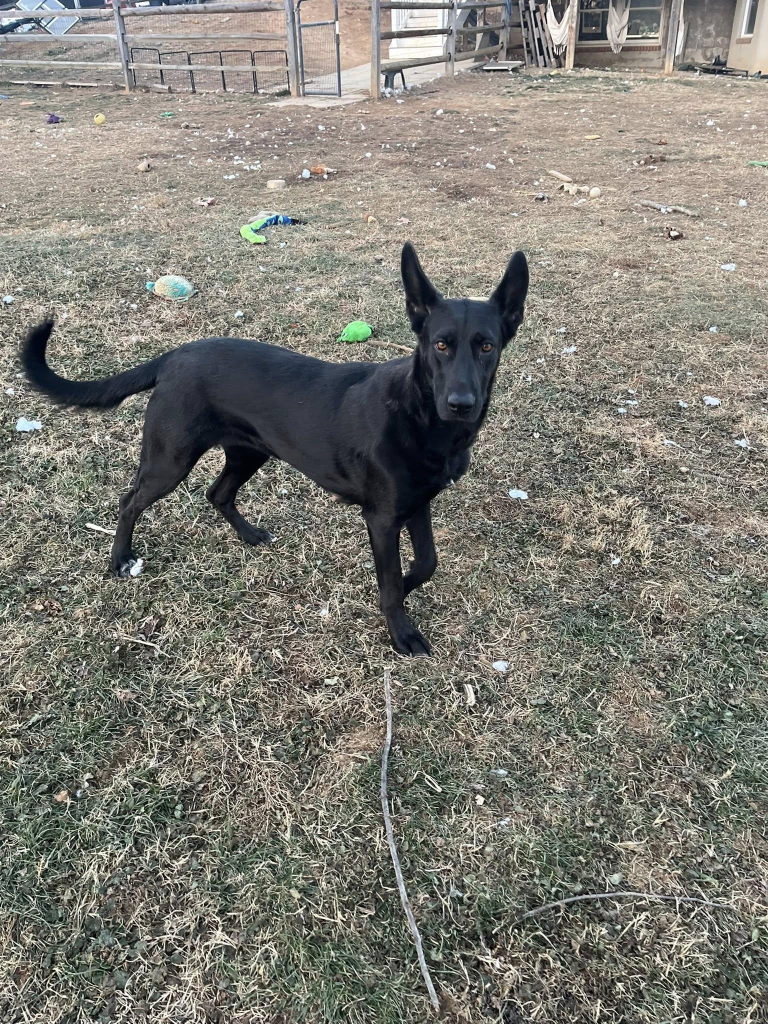 Enlarge Grace, a ADOPTABLE mixed breed in Jarrettsville, MD image 1/4