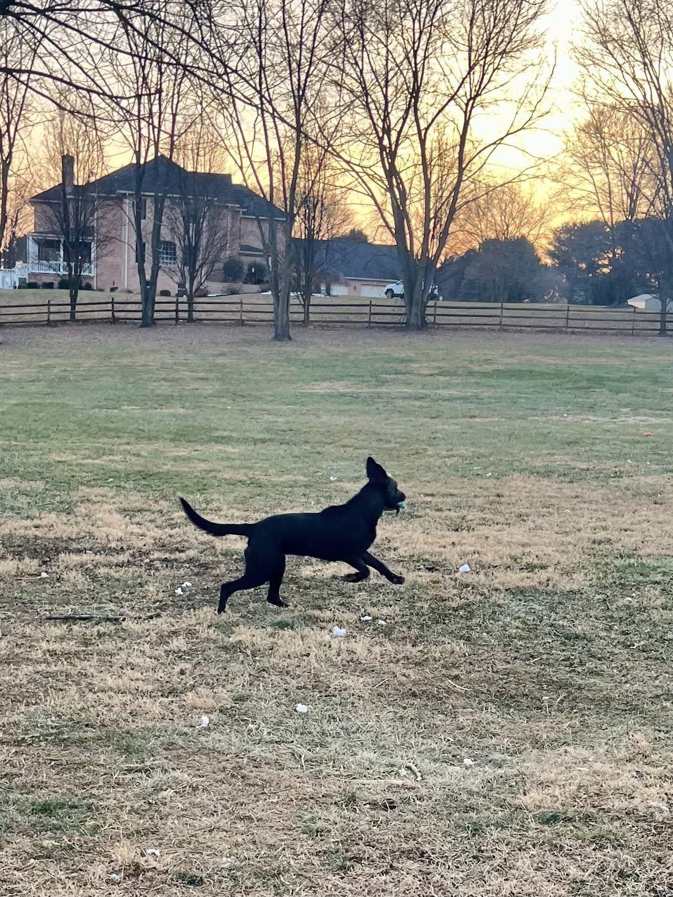 Enlarge Grace, a ADOPTABLE mixed breed in Jarrettsville, MD image 4/4