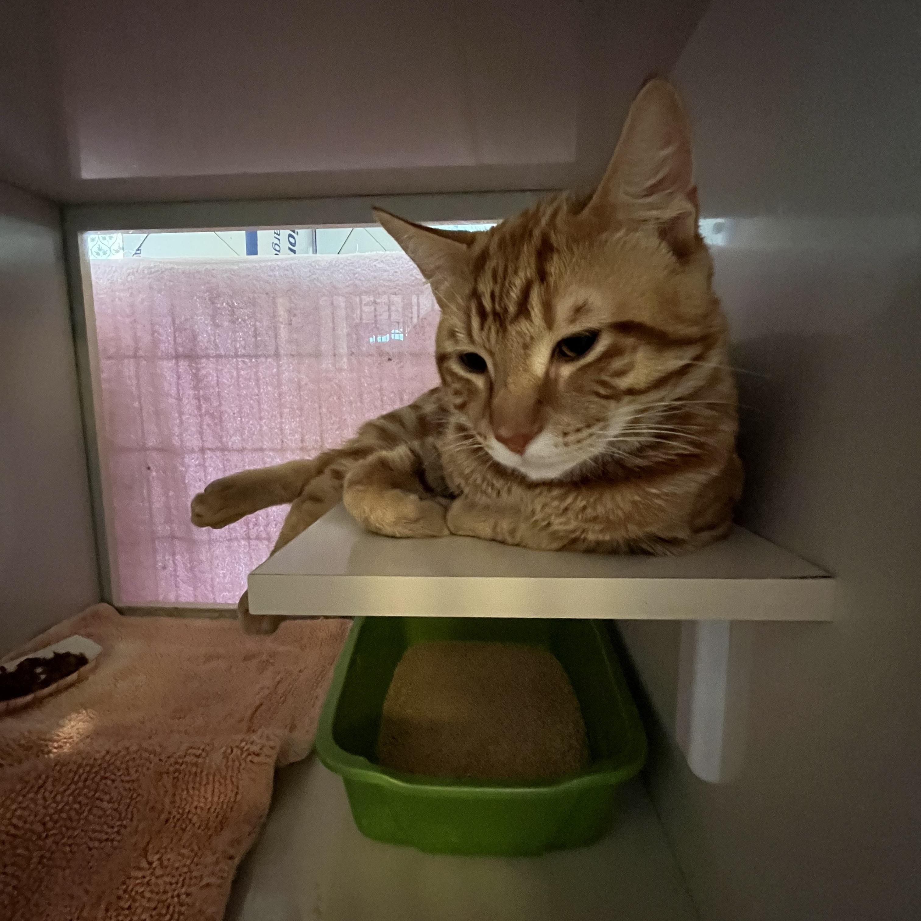 Ord, adopted, Adult Male Domestic Short Hair.