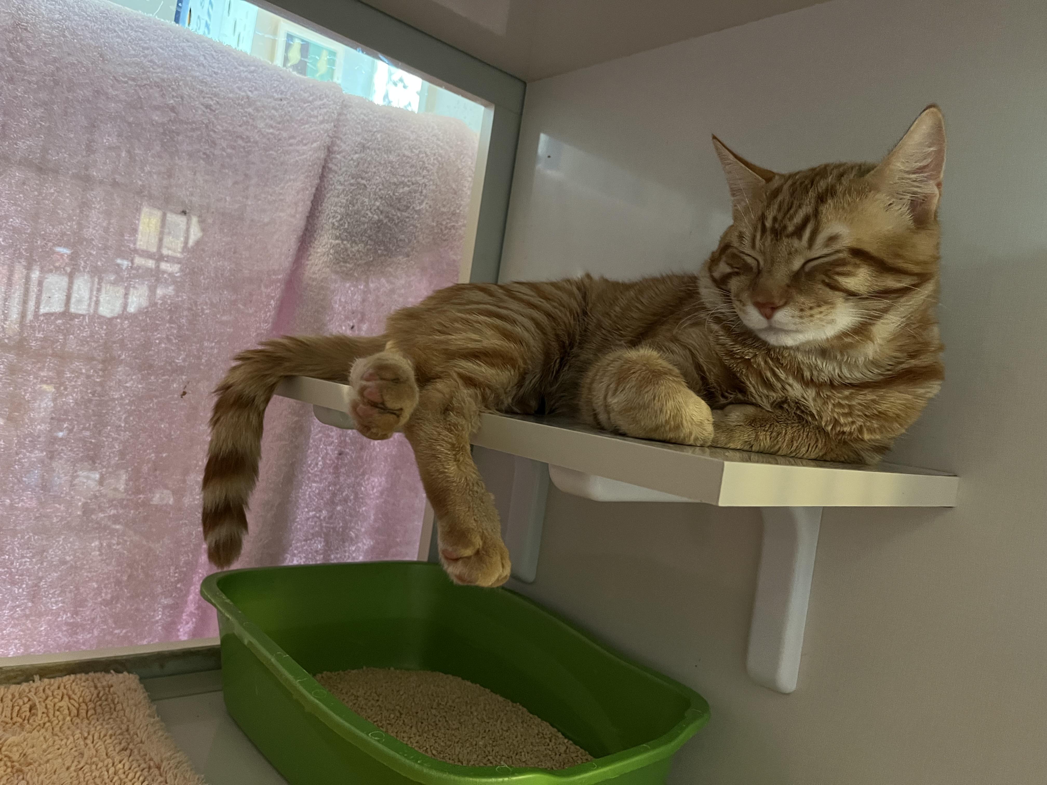 Ord, an adopted Domestic Short Hair in Salisbury, MA image 2/3