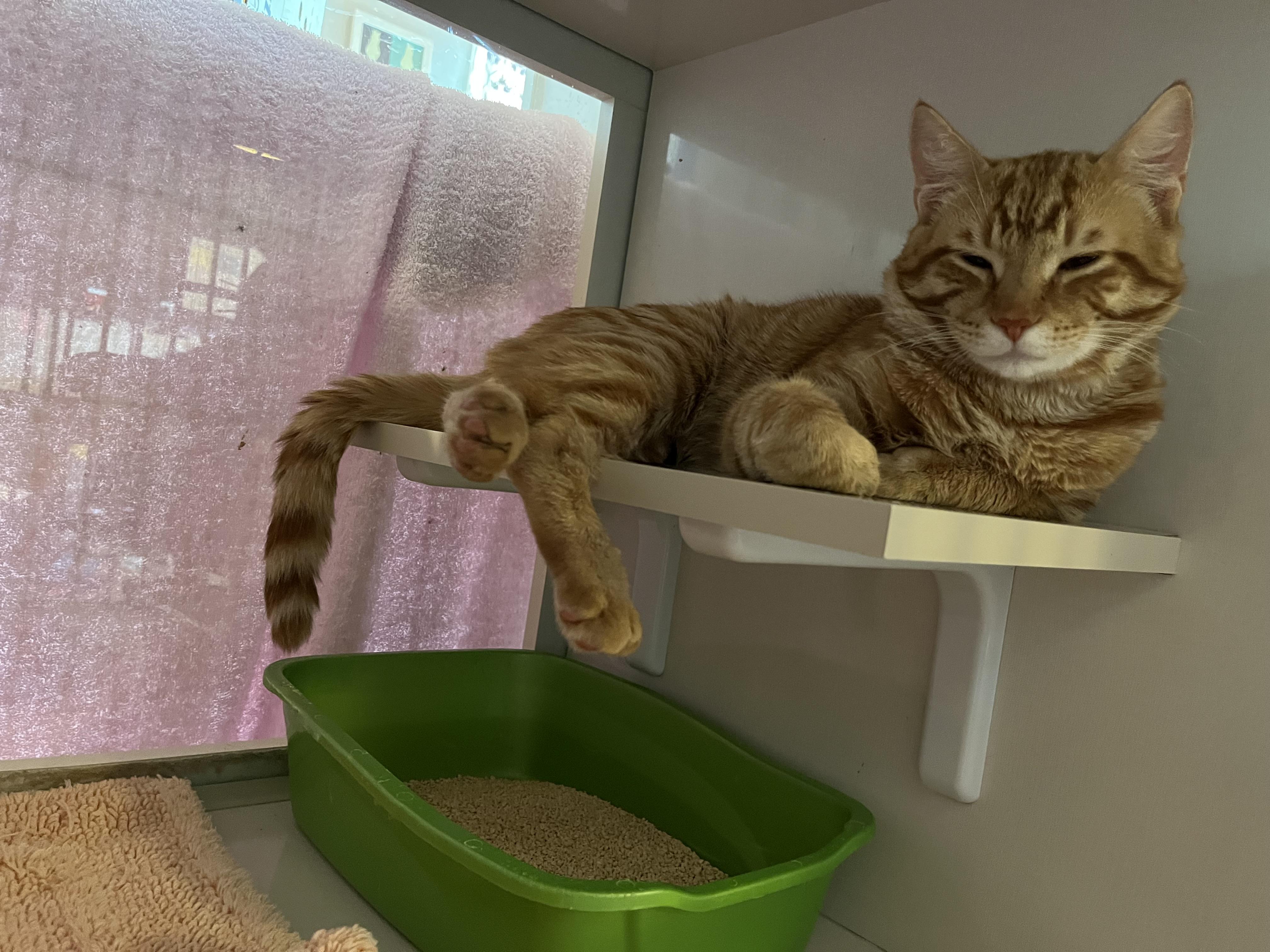 Ord, an adopted Domestic Short Hair in Salisbury, MA image 3/3