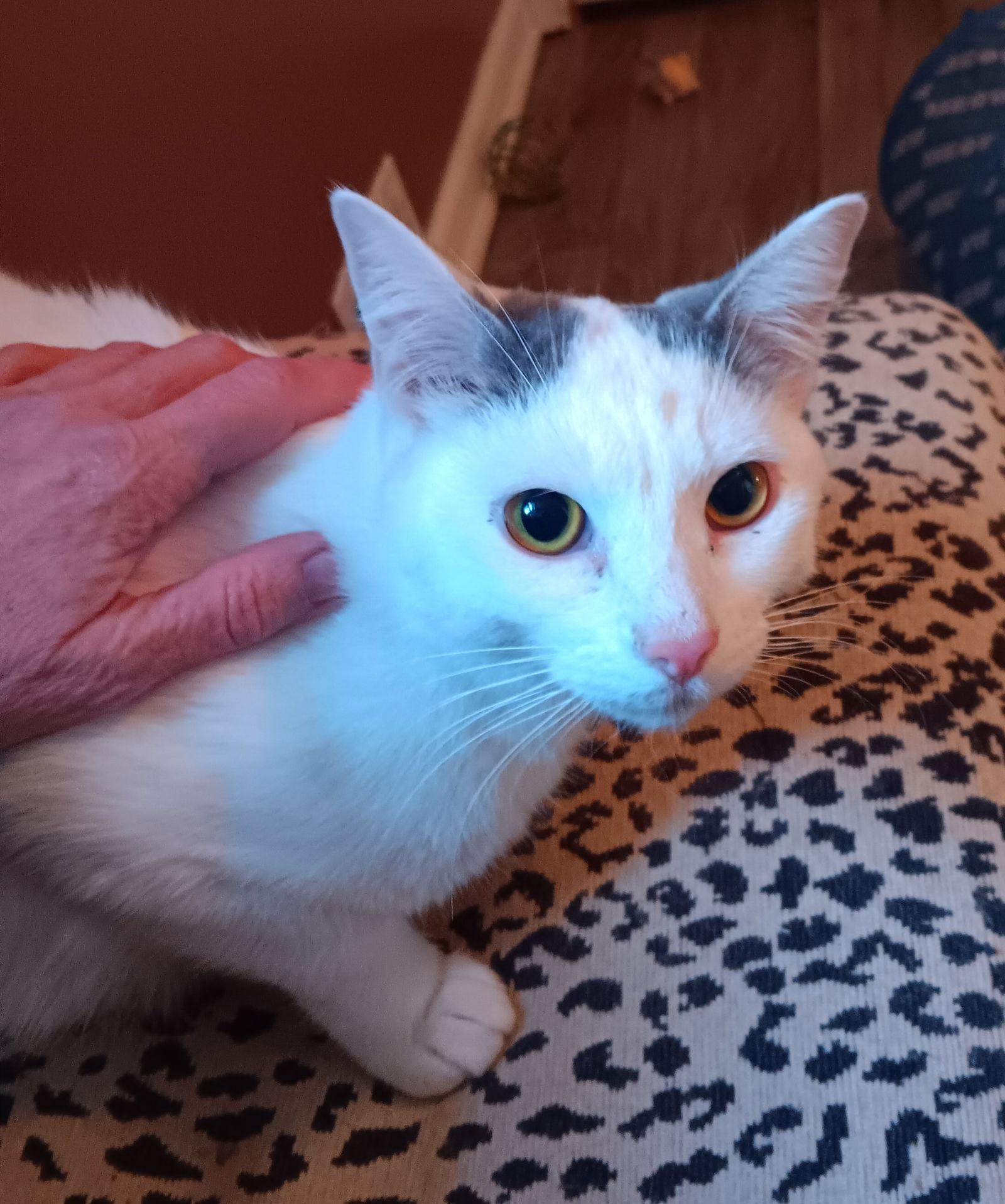 Colby, Adoptable, Adult Male Domestic Short Hair.