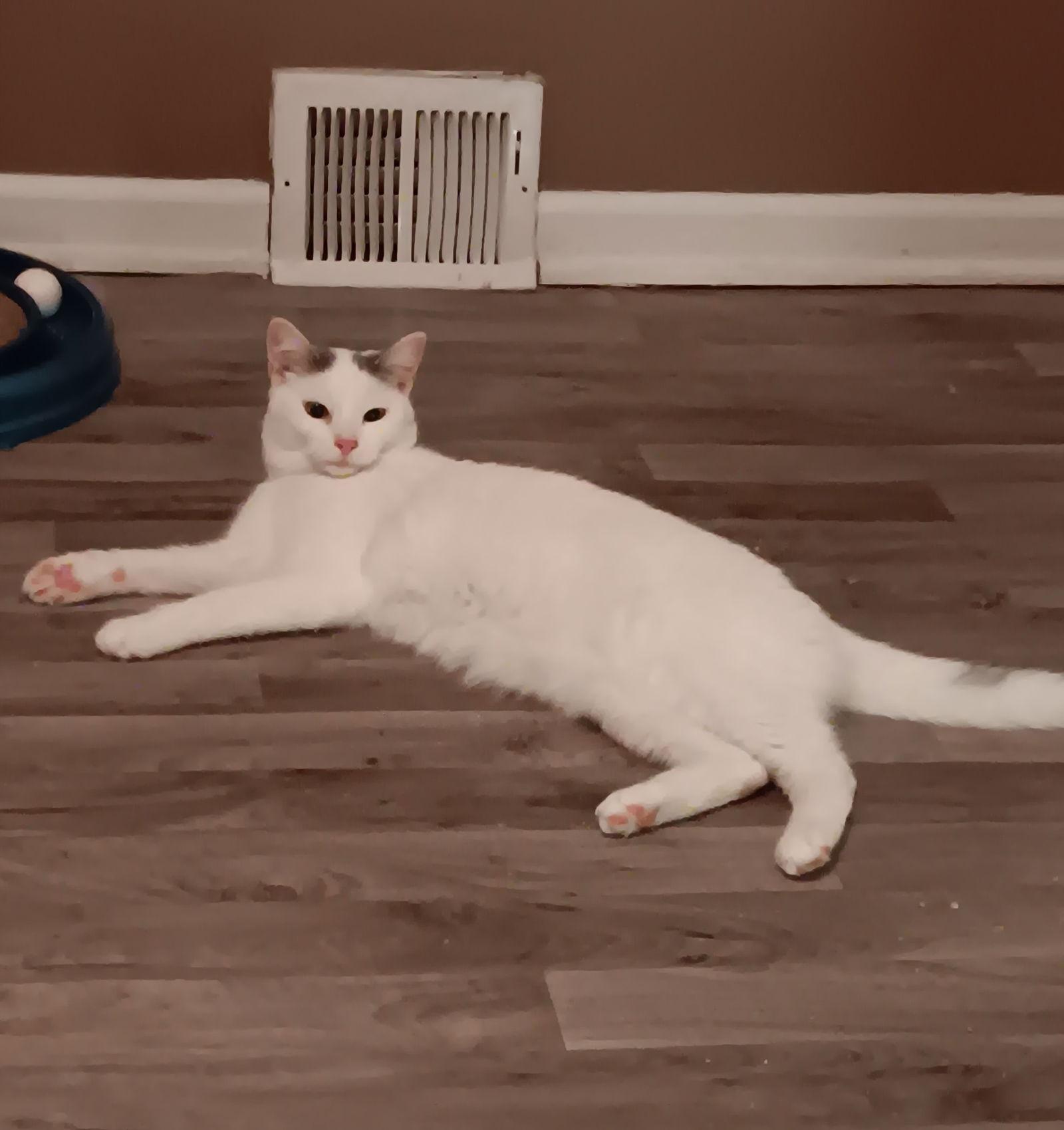 Colby, Adoptable, Adult Male Domestic Short Hair.