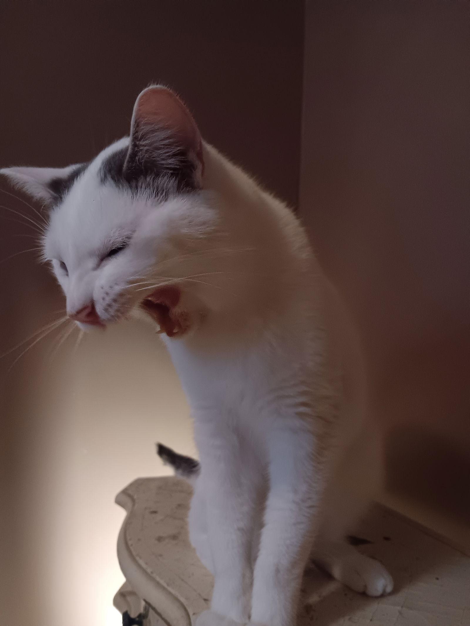 Colby, a Adoptable Domestic Short Hair in Philadelphia, PA image 2/3