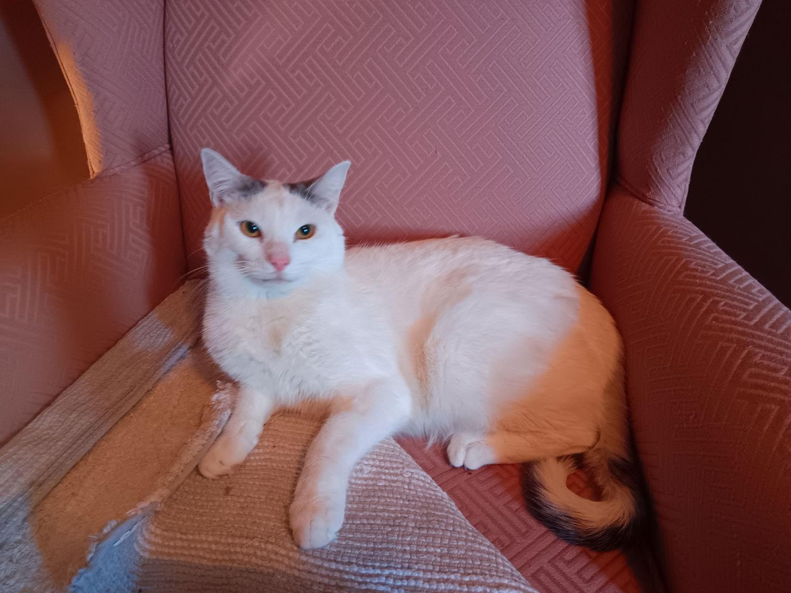 Enlarge Colby, a Adoptable Domestic Short Hair in Philadelphia, PA image 3/3