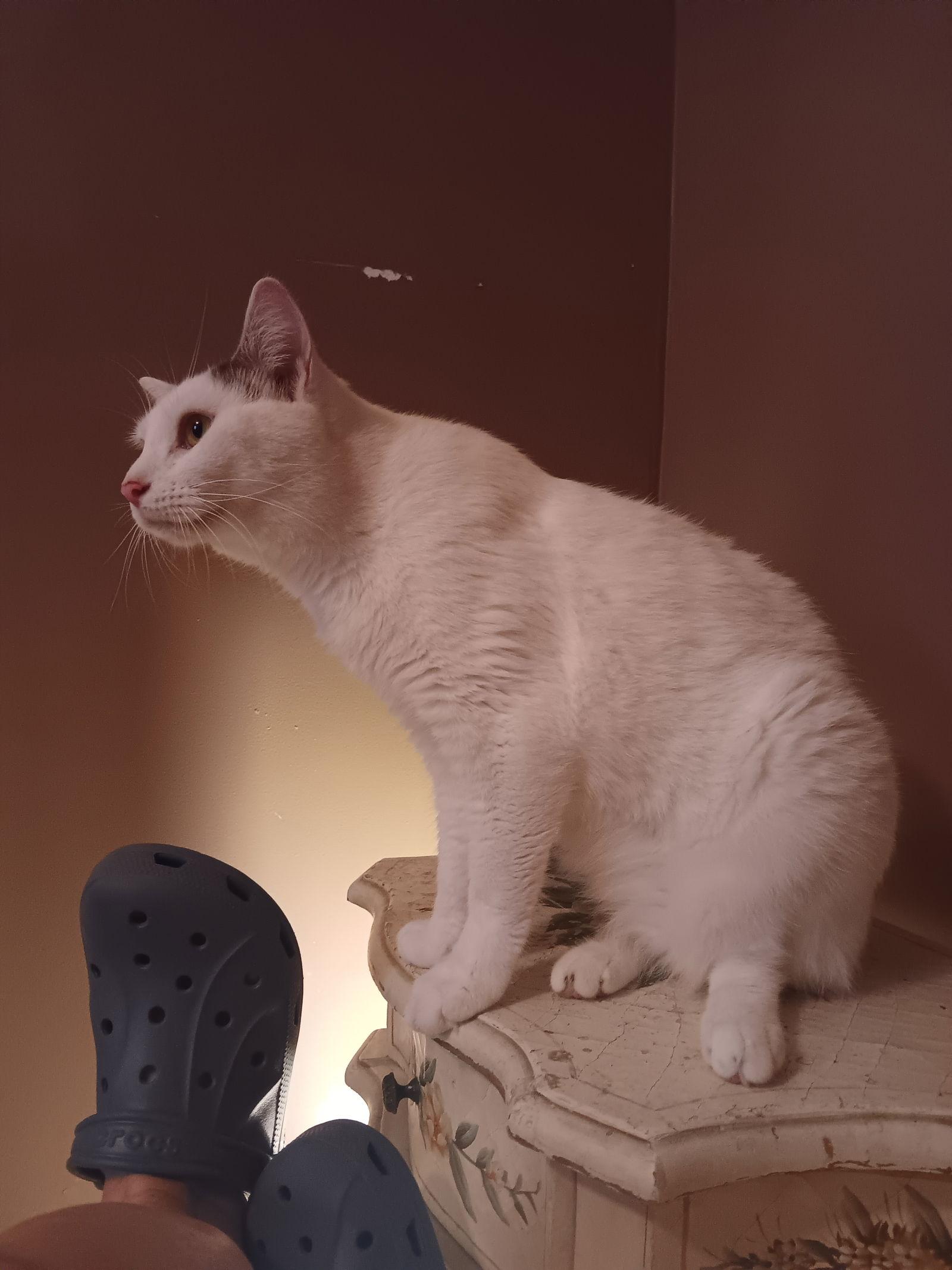 Colby, a Adoptable Domestic Short Hair in Philadelphia, PA image 3/3