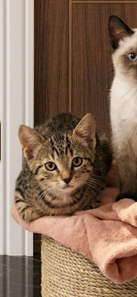 Romeo, a Adoptable mixed breed in Johnson City, TN image 2/5