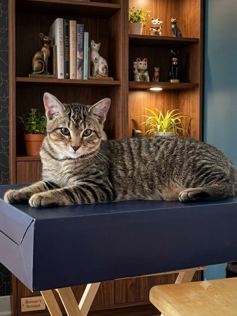 Romeo, a Adoptable mixed breed in Johnson City, TN image 3/5
