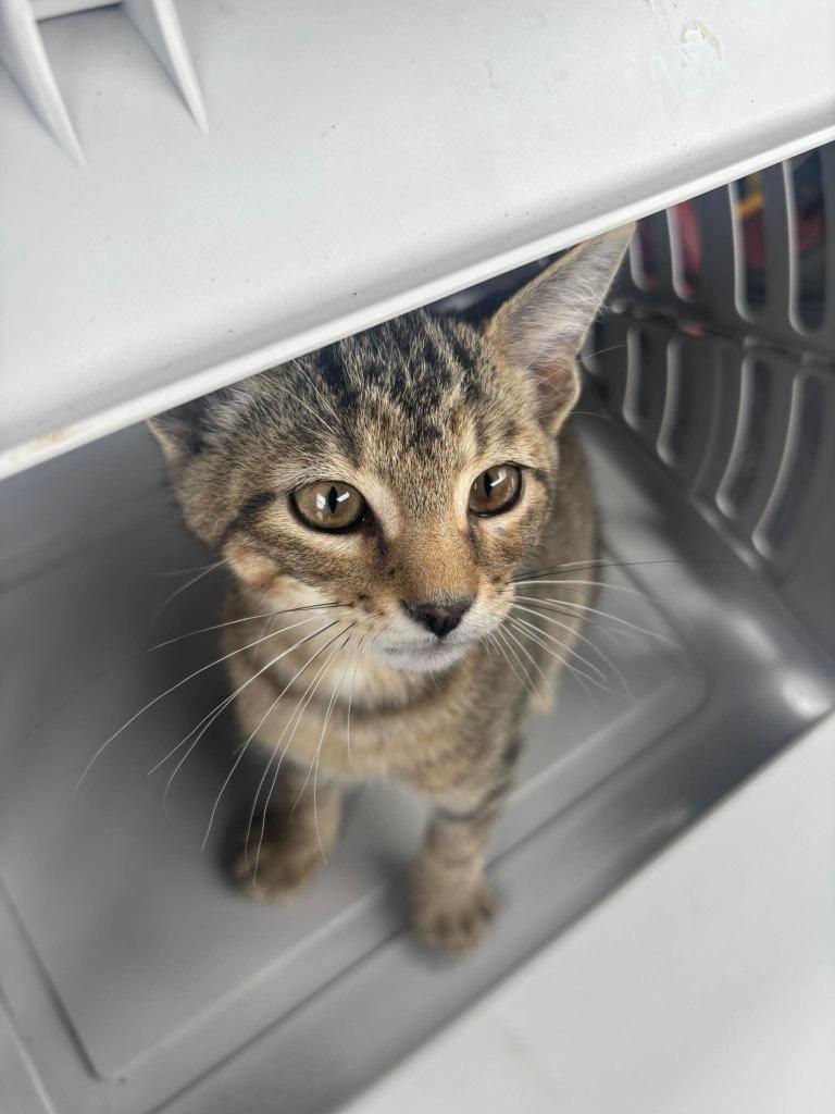 Romeo, a Adoptable mixed breed in Johnson City, TN image 4/5