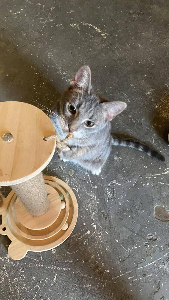 Cookie, Adoptable, Kitten Female Domestic Short Hair.