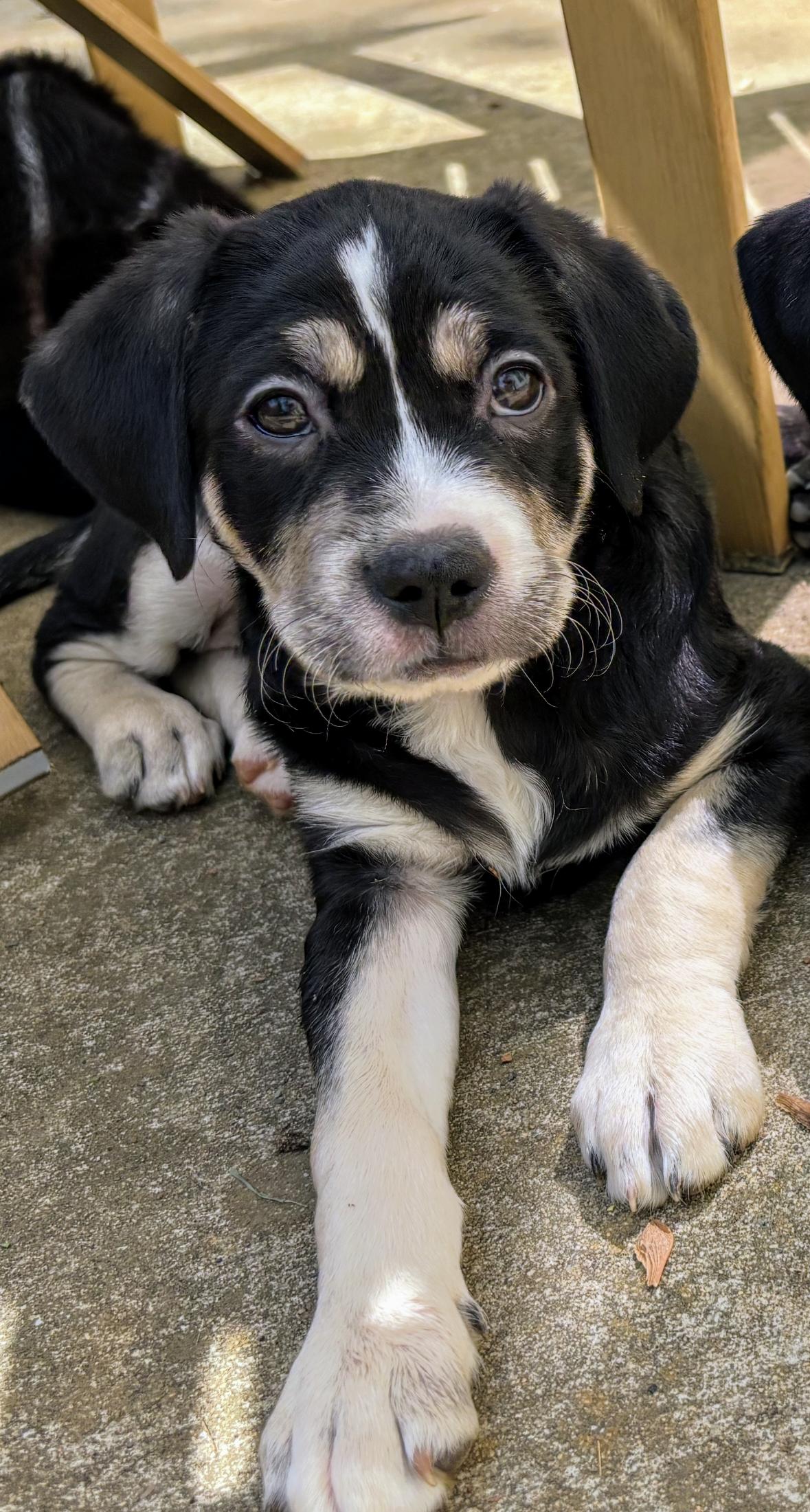 Aurora, Adopted, Puppy Female Labrador Retriever & Mountain Cur.