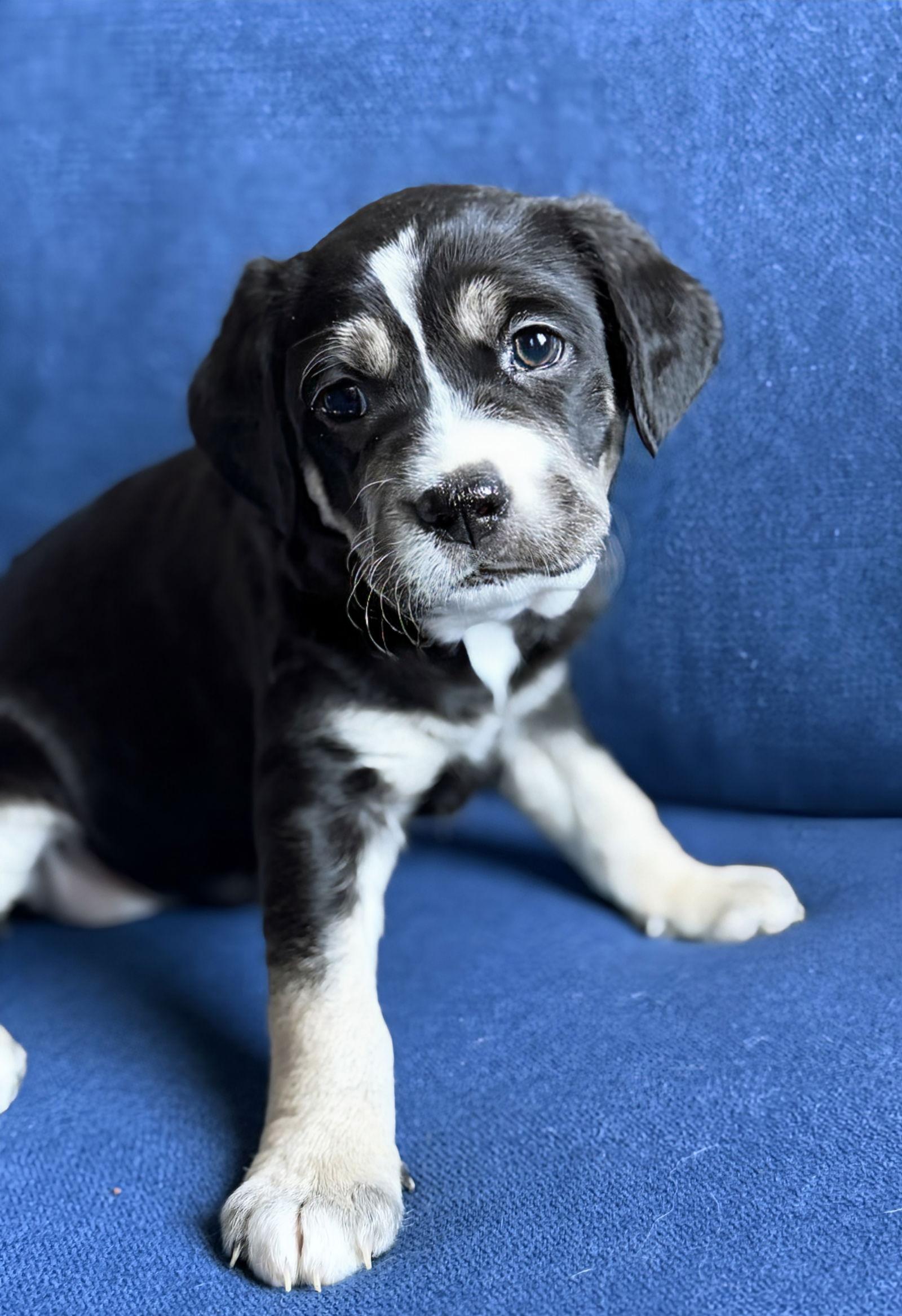 Enlarge Aurora, a Adopted mixed breed in Woodbridge, CT image 2/3