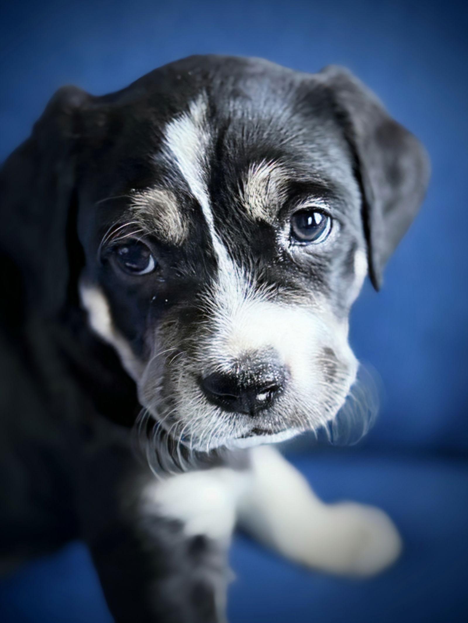 Enlarge Aurora, a Adopted mixed breed in Woodbridge, CT image 3/3