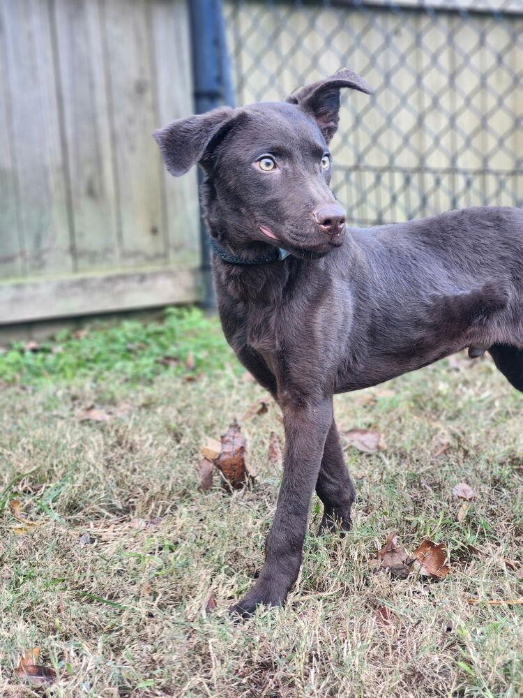 Eddie, a Adopted mixed breed in Naperville, IL image 1/6